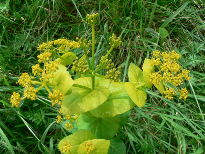 Smyrnium perfoliatum