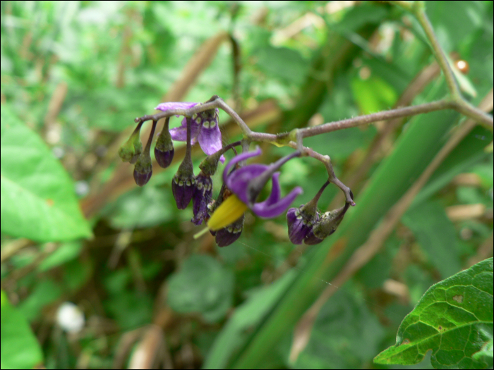 Solanum dulcamara L.