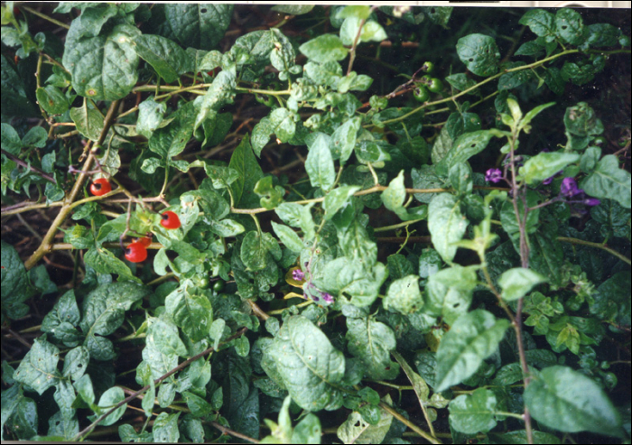 Solanum dulcamara L.