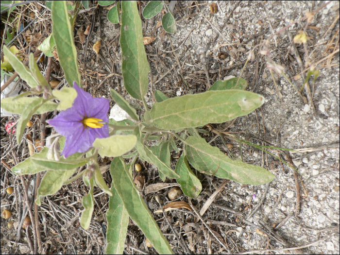 Solanum dulcamara L.