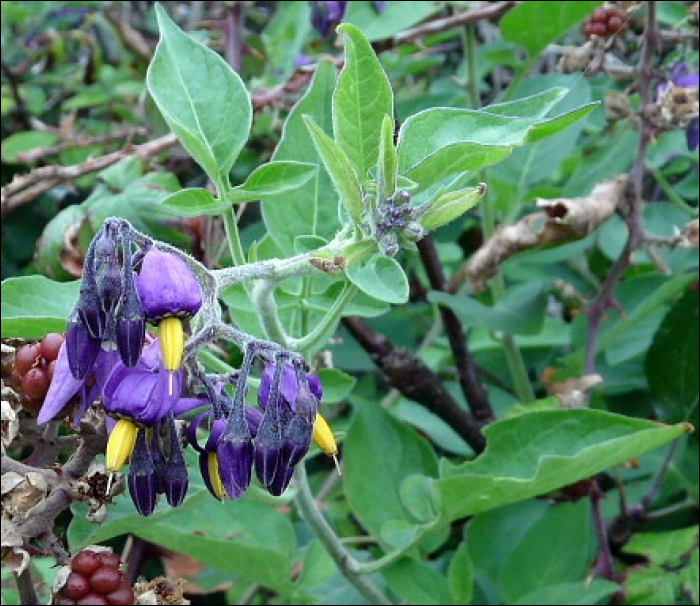 Photo de Douce amère (Solanum dulcamara L.)