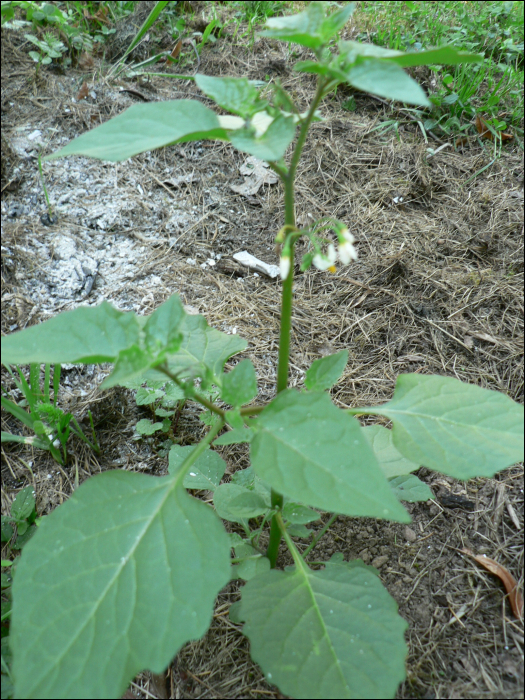 Solanum nigrum L.