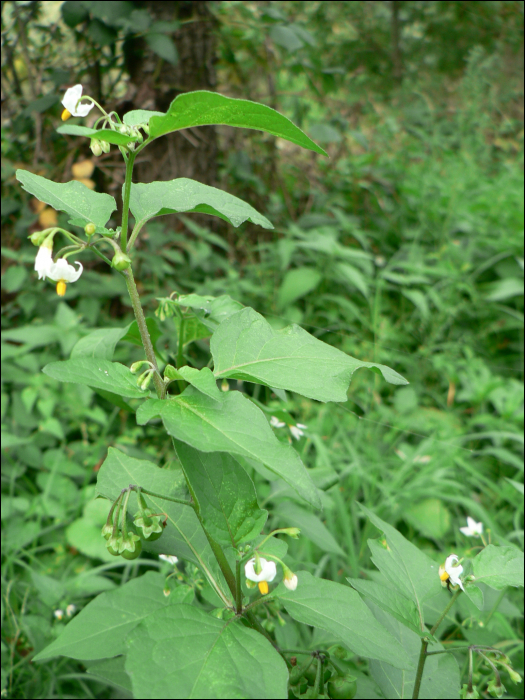 Solanum nigrum L.