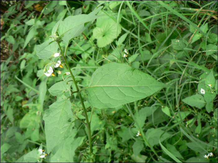 Solanum nigrum L.