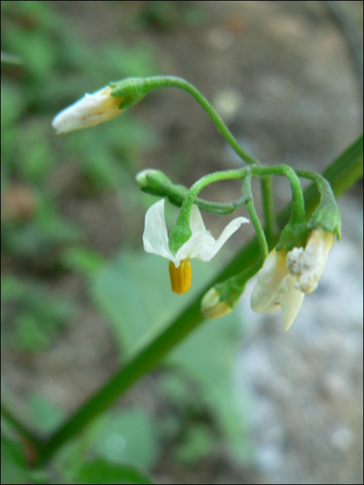 Solanum nigrum L.