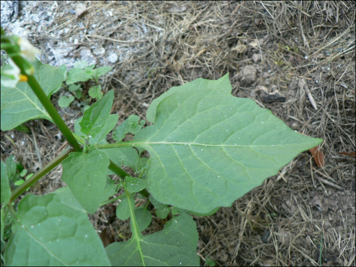 Solanum nigrum L.