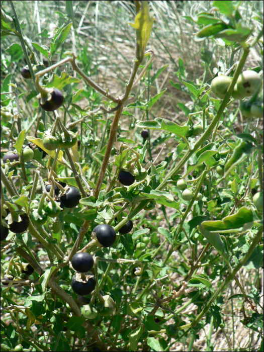 Solanum nigrum L.