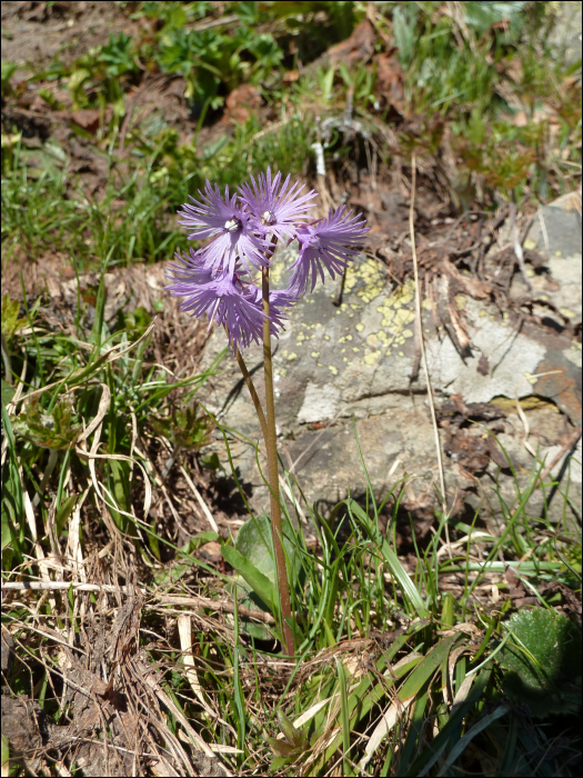 Soldanella alpina L.