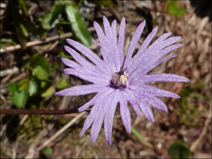 Soldanella alpina L.