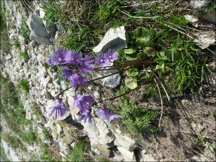 Soldanella alpina L.