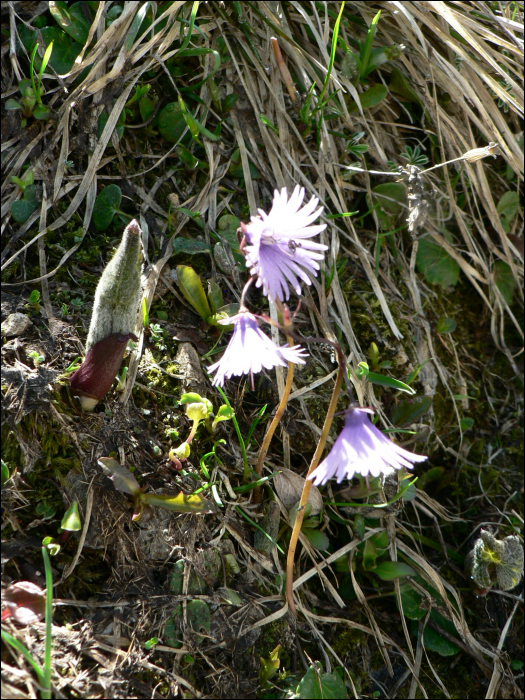 Soldanella alpina L.