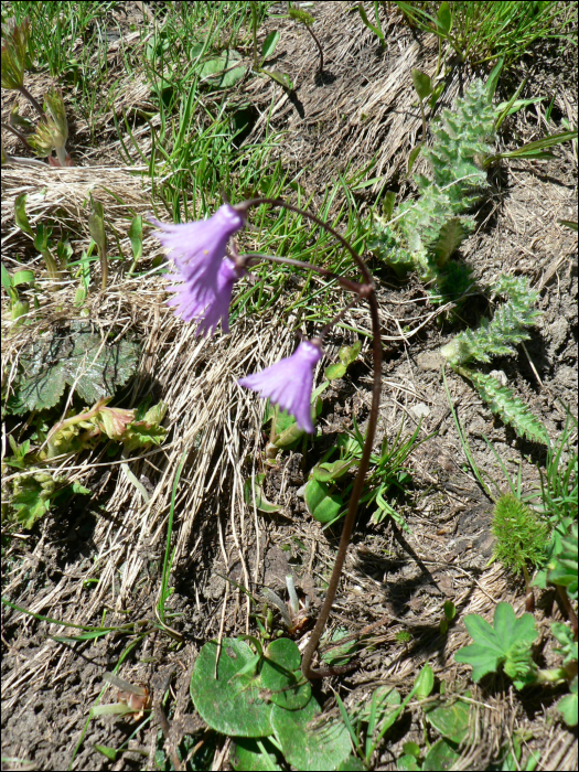 Soldanella alpina L.