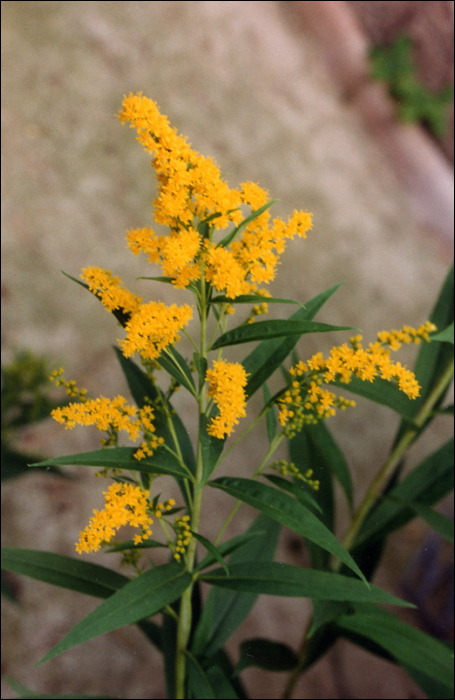 Solidago graminifolia