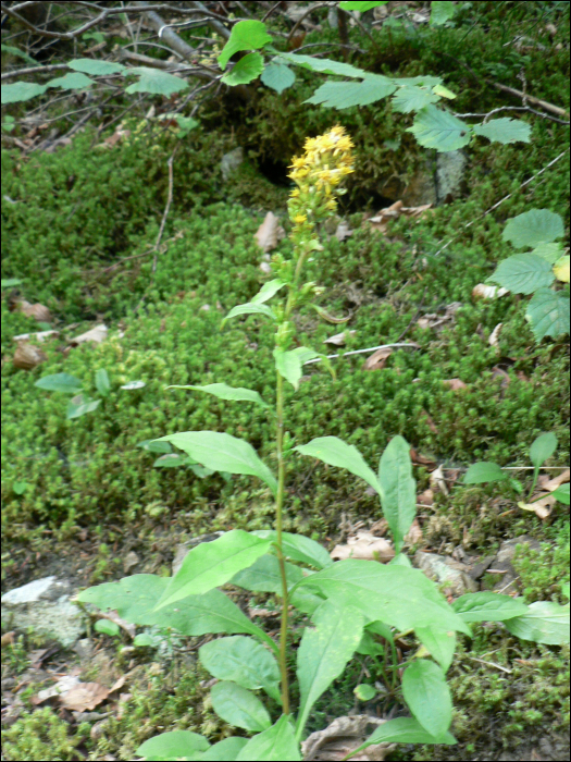 Solidago virgaurea L.