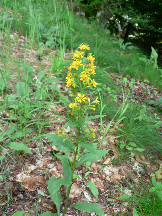 Solidago virgaurea L.