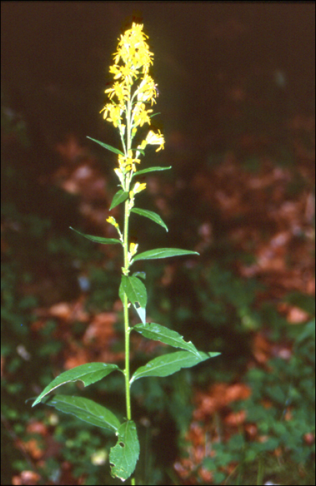 Solidago virgaurea L.