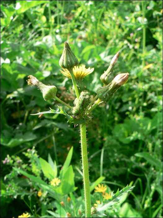 Sonchus asper