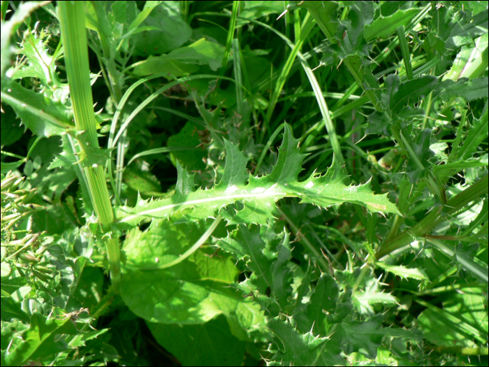 Sonchus asper