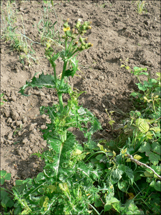 Sonchus asper