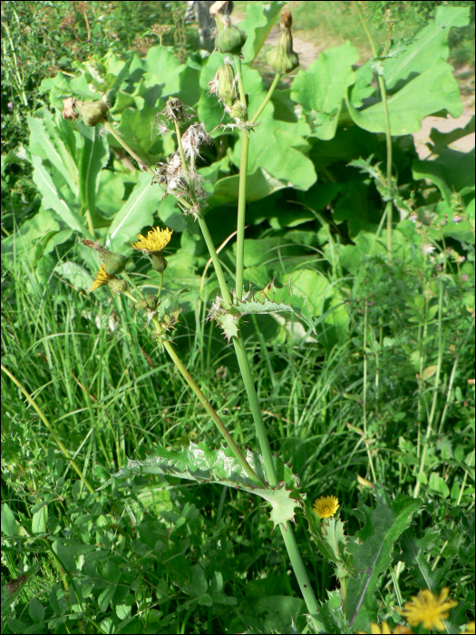 Sonchus asper