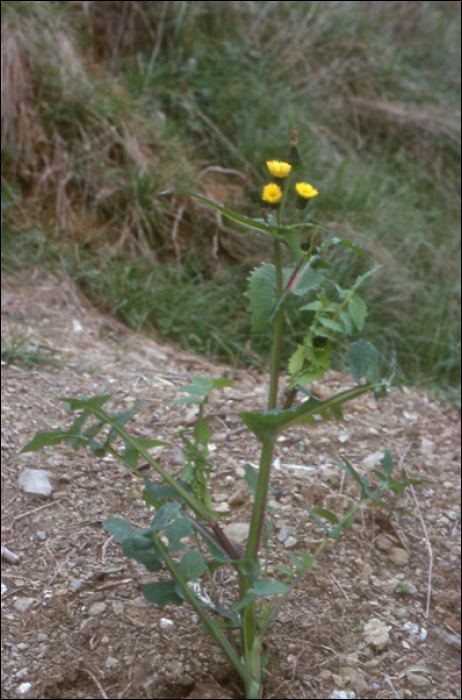 Sonchus oleraceus L.