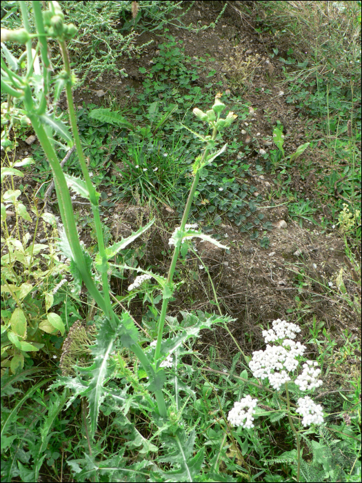 Sonchus oleraceus L.