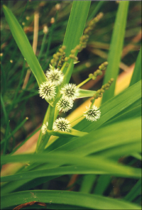 Sparganium erectum