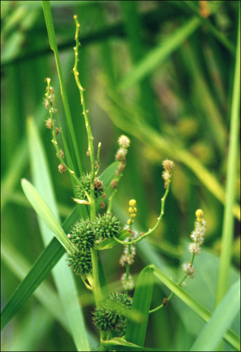 Sparganium erectum