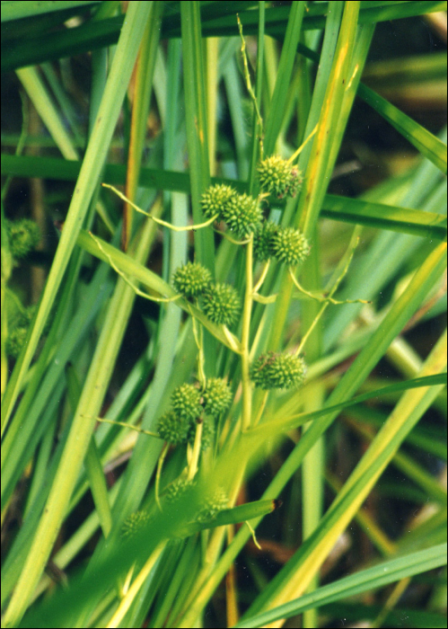 Sparganium erectum