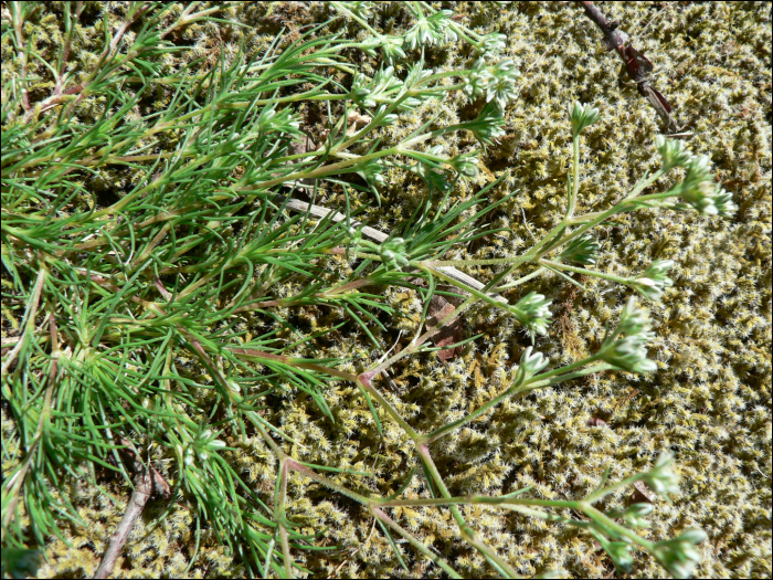 Spergula arvensis L.