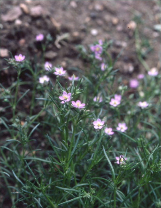 Spergularia rubra Presl. (=Spergularia campestris)