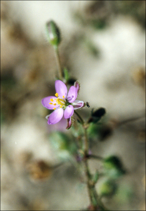 Spergularia rubra Presl. (=Spergularia campestris)