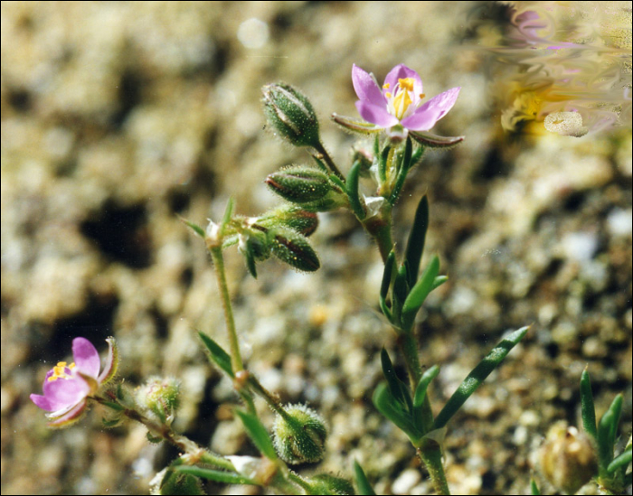 Spergularia rubra Presl. (=Spergularia campestris)