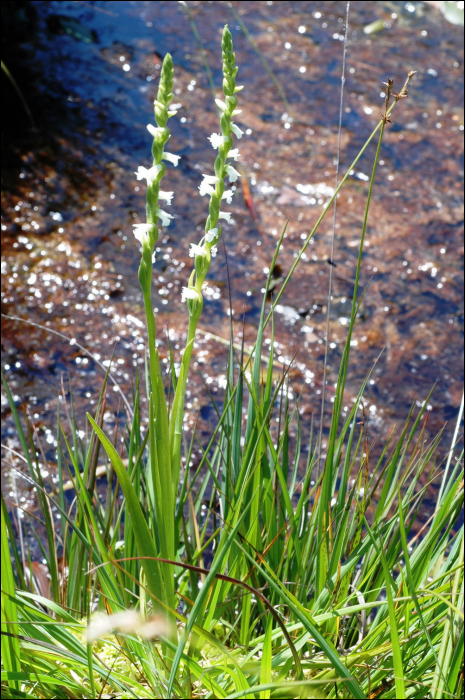 Spiranthes aestivalis