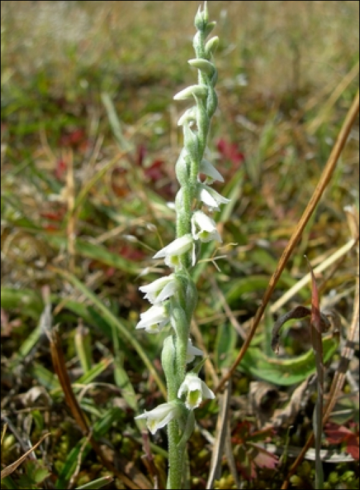 Spiranthes spiralis