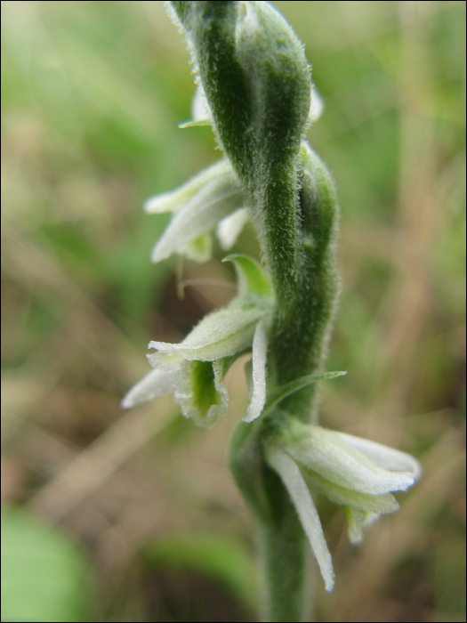 Spiranthes spiralis