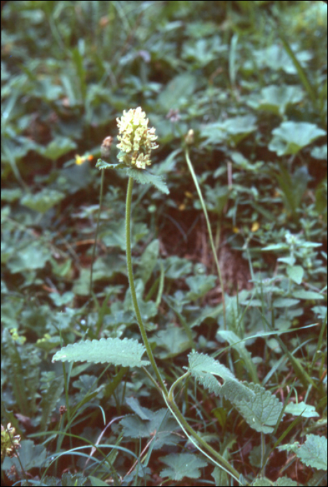 Stachys alopecurus