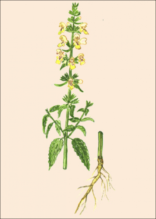 Stachys annua L.