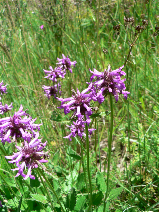 Stachys officinalis (=Betonica officinalis)