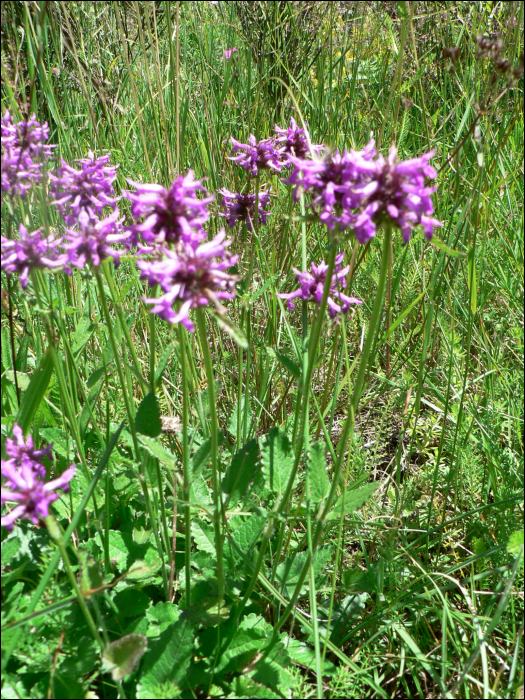 Stachys officinalis (=Betonica officinalis)