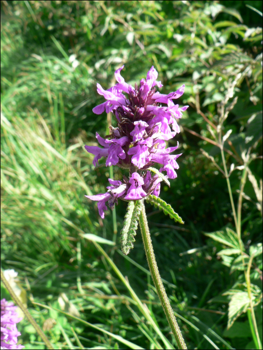 Stachys officinalis (=Betonica officinalis)