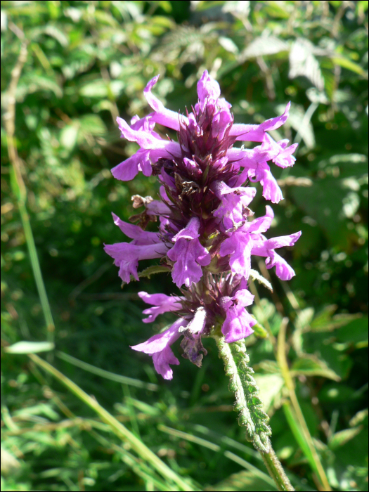 Stachys officinalis (=Betonica officinalis)