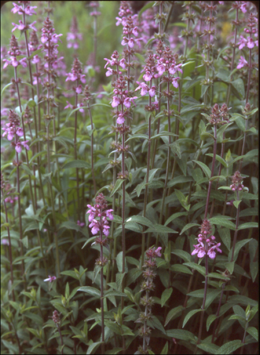 Stachys palustris L.