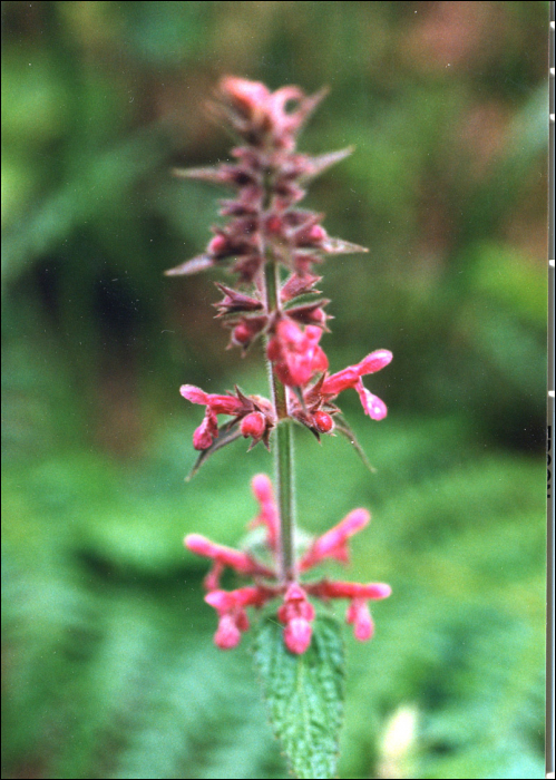 Stachys palustris L.