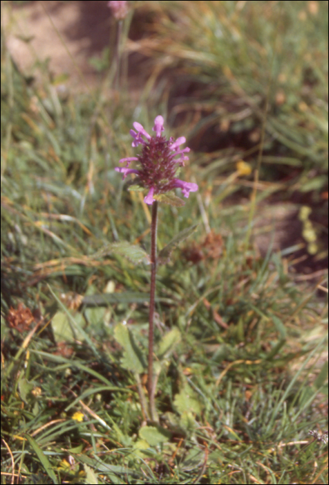 Stachys pradica (=Betonica hirsuta)