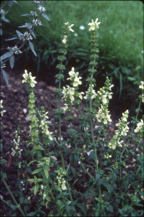 Stachys recta L.