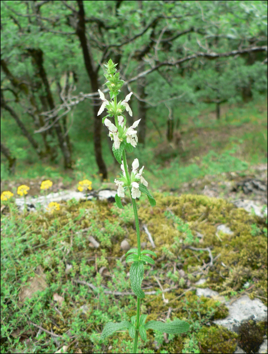 Stachys recta L.