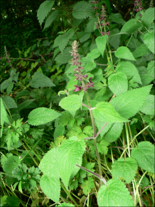 Stachys silvatica L.