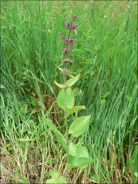 Stachys silvatica L.