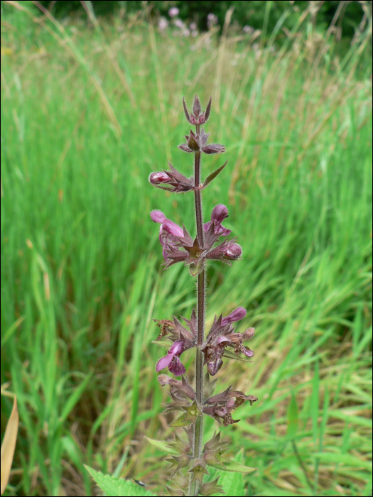 Stachys silvatica L.